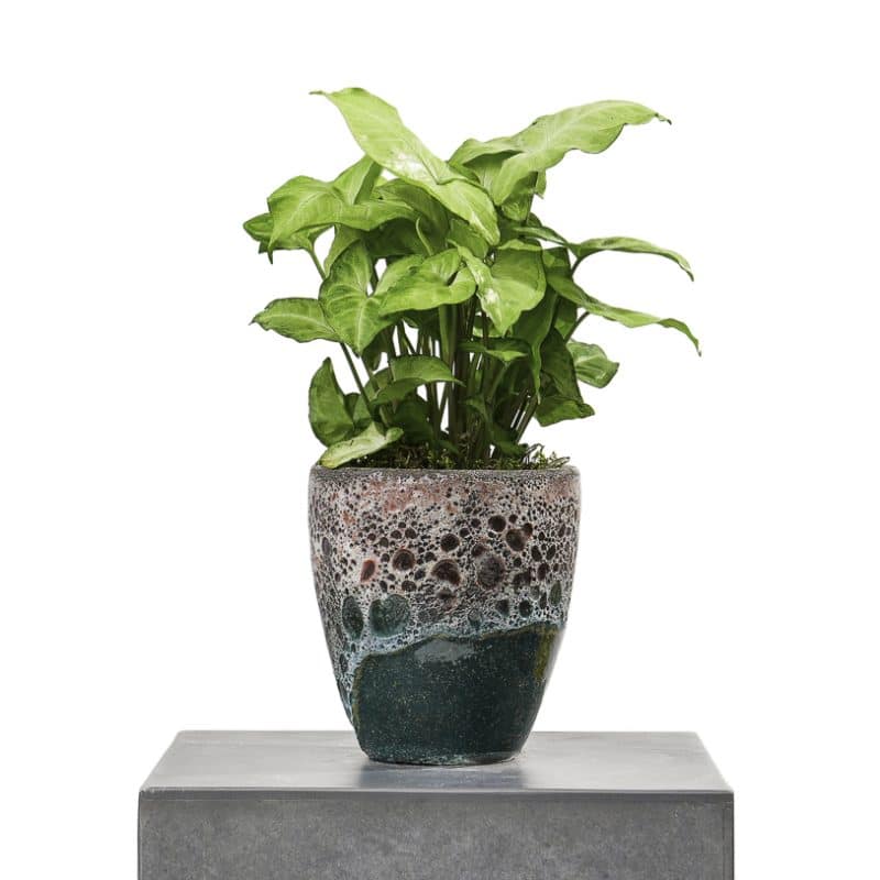 Syngonium in a pot