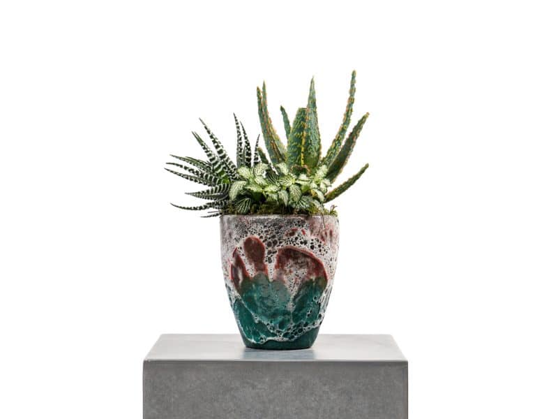 Trio: Aloe, Fittonia and Haworthia Pot Ensemble