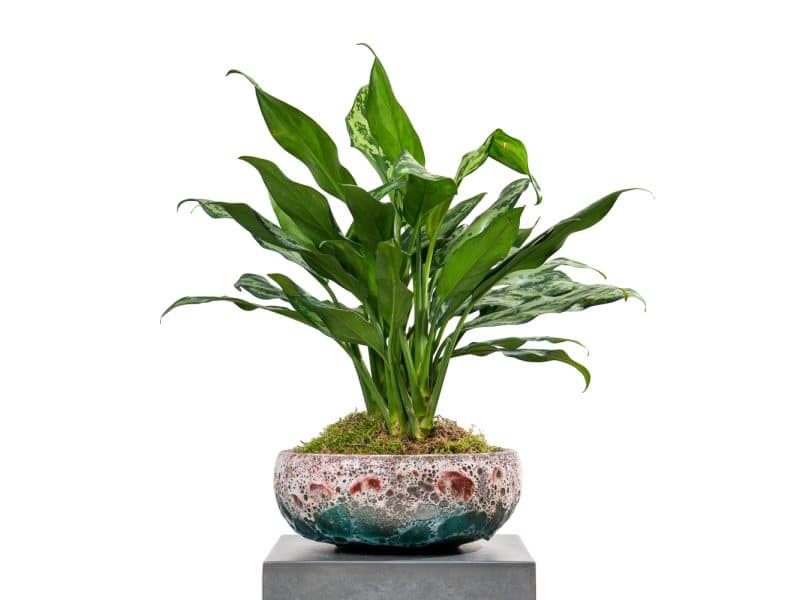 Aglaonema Potted Plant