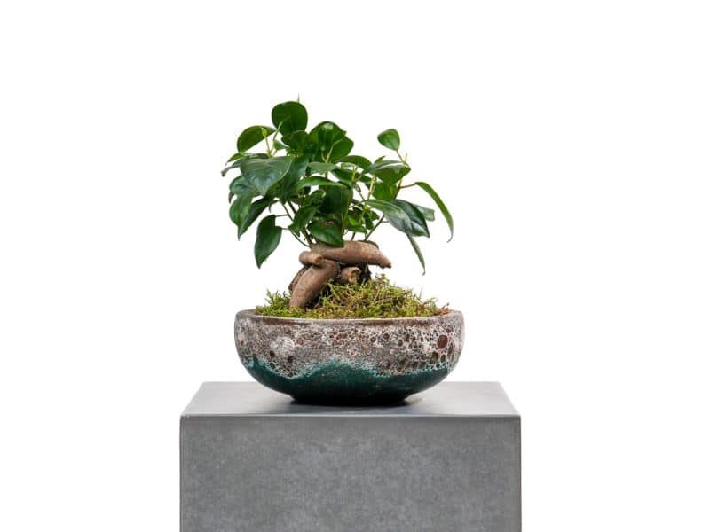 Bonsai Serenity : Ficus in Pot