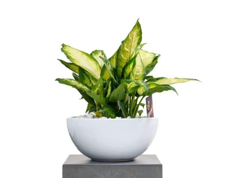 Dieffenbachia plant