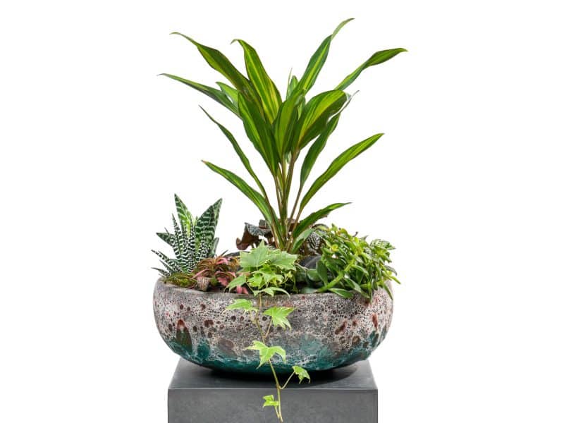 Verdant Fusion: Fittonia and Dracaena Blend