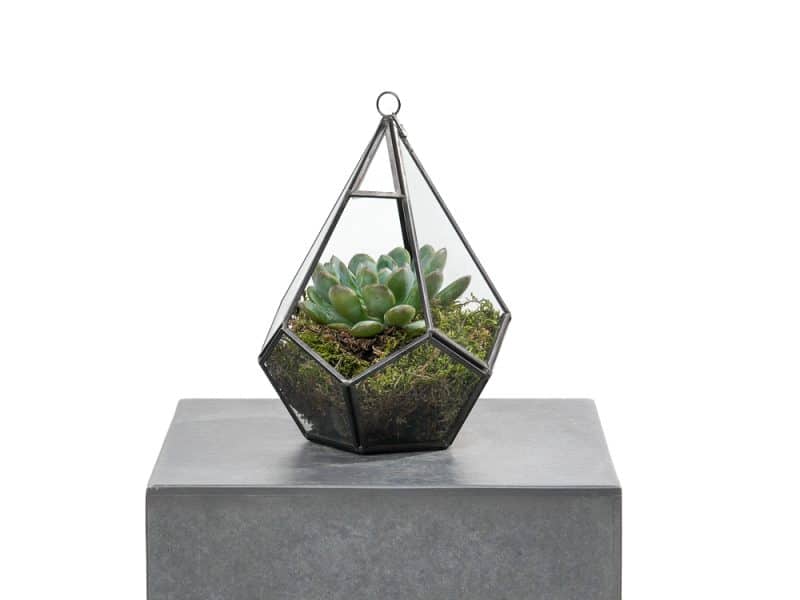 Geometric Echeveria Haven: Hanging Terrarium