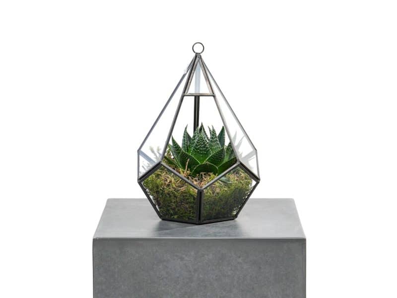 Geometric Aloe Haven: Hanging Terrarium