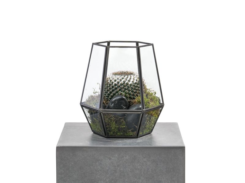 Geometric Hanging Cactus Terrarium