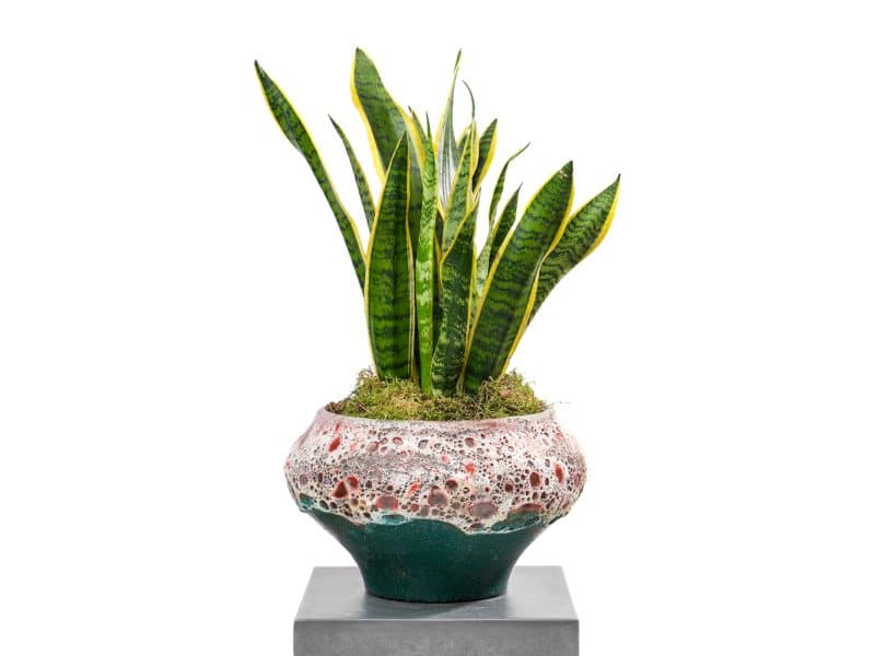 Sansevieria Plant