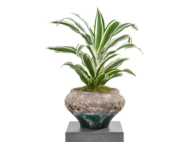 Dracaena in a Pot