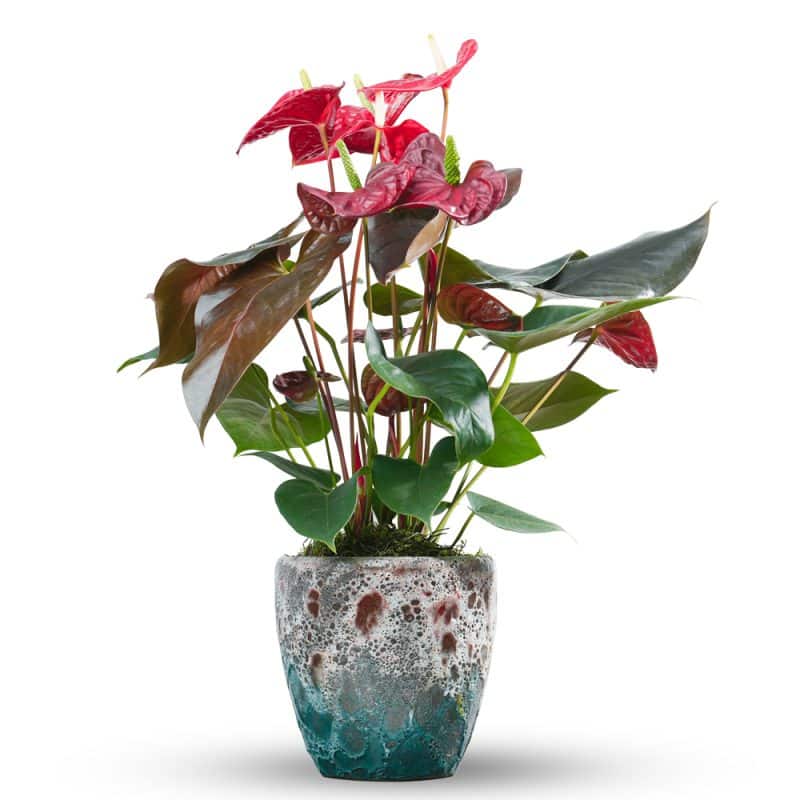 Red Anthurium Plants