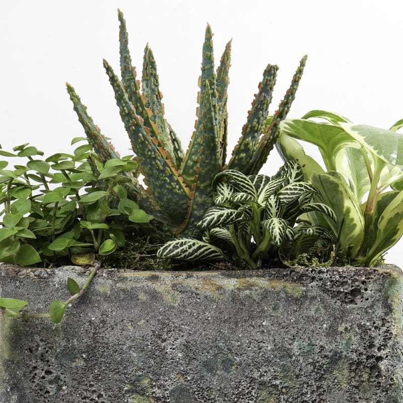 Verdant Quartet: Fittonia, Aloe Vera, Callisia, Peperomia Combination