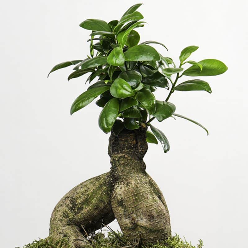 Bonsai Ficus