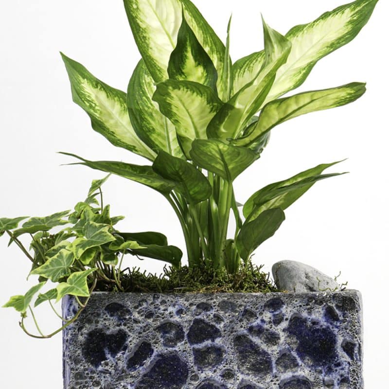 Hedera and Dieffenbachia plants