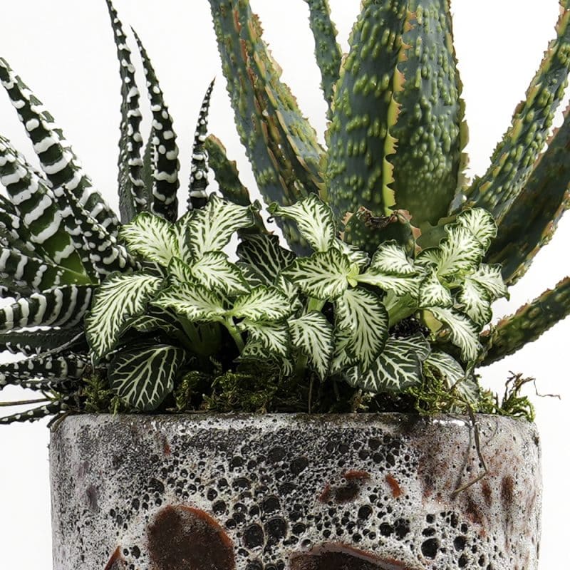 Trio: Aloe, Fittonia and Haworthia Pot Ensemble