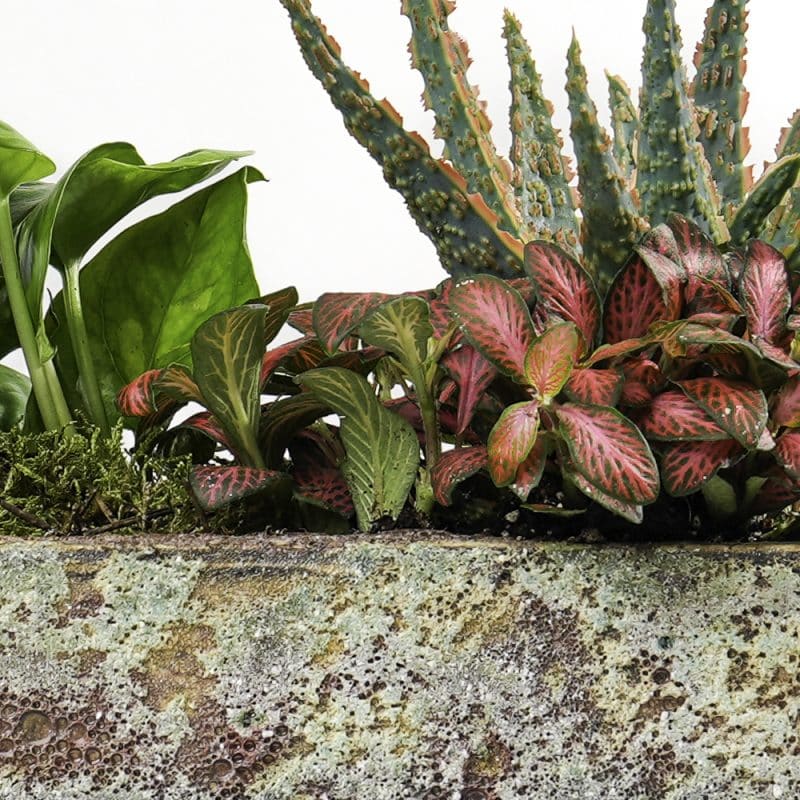 Tranquil Foliage Trio: Fittonia, Aloe Vera and Epipremnum Aureum