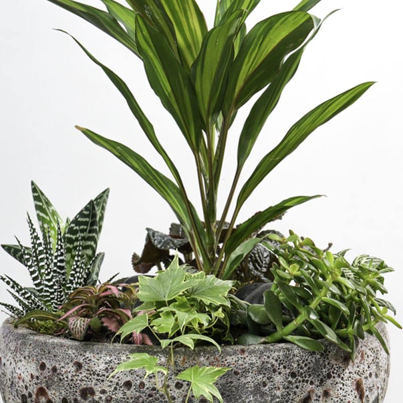 Verdant Fusion: Fittonia and Dracaena Blend