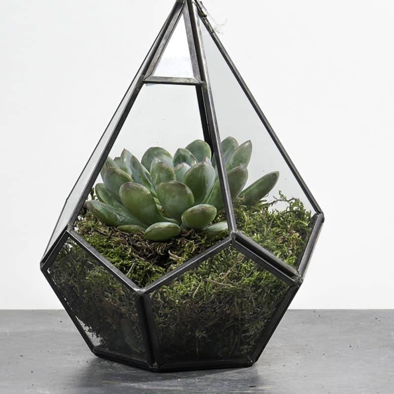 Geometric Echeveria Haven: Hanging Terrarium