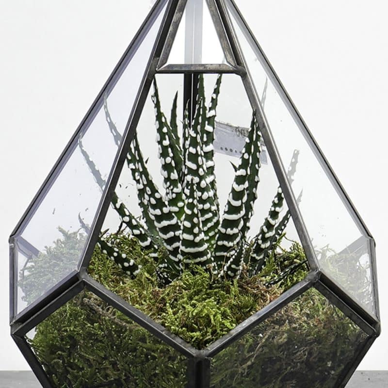 Geometric Haworthia Haven: Hanging Terrarium