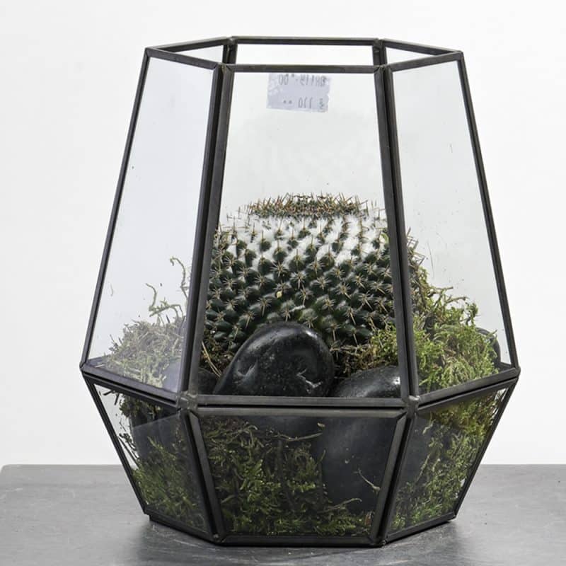 Geometric Hanging Cactus Terrarium