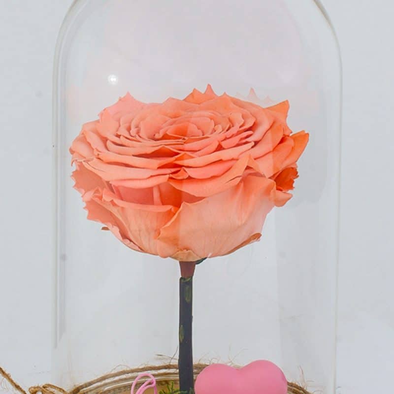 Preserved Flower Gift, Pink Rose In Glass Dome with Hearten, Eternal Forever