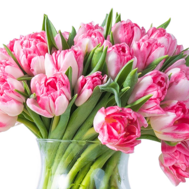 50 Tulips Pink Glass Vase Arrangement