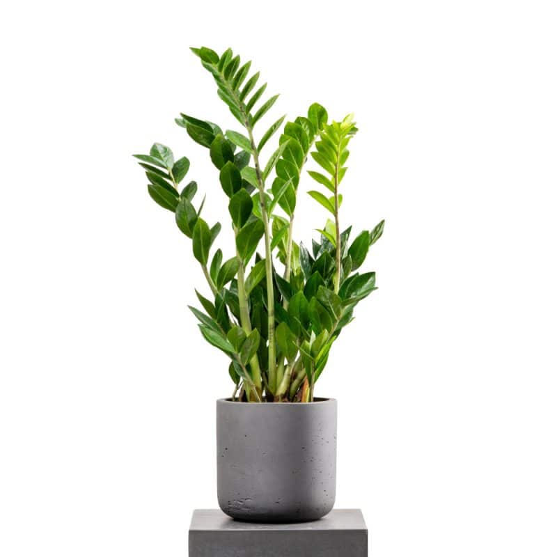 Zamioculcas With Pot