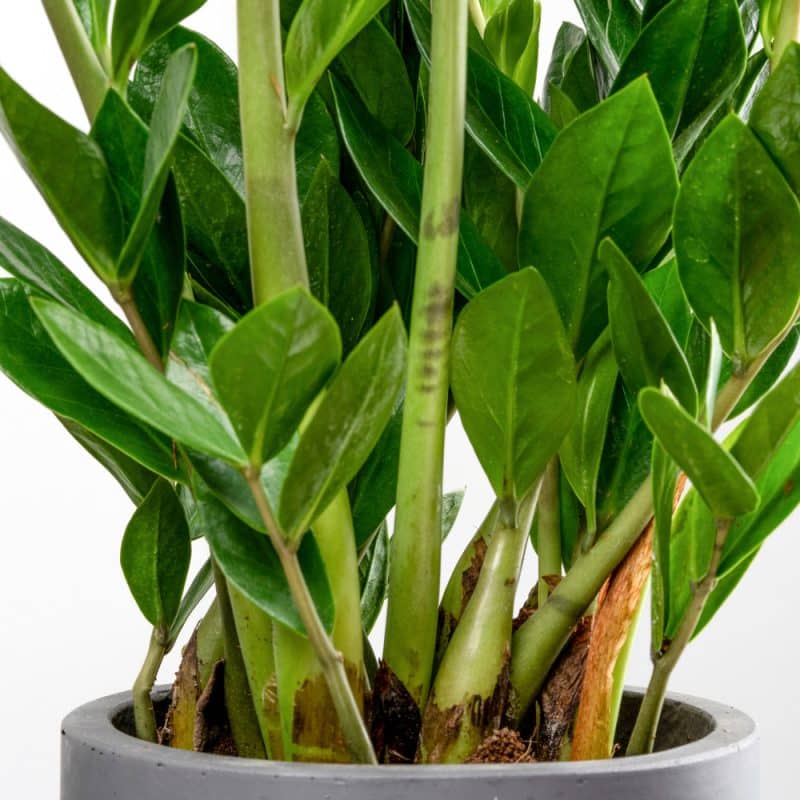 Zamioculcas With Pot