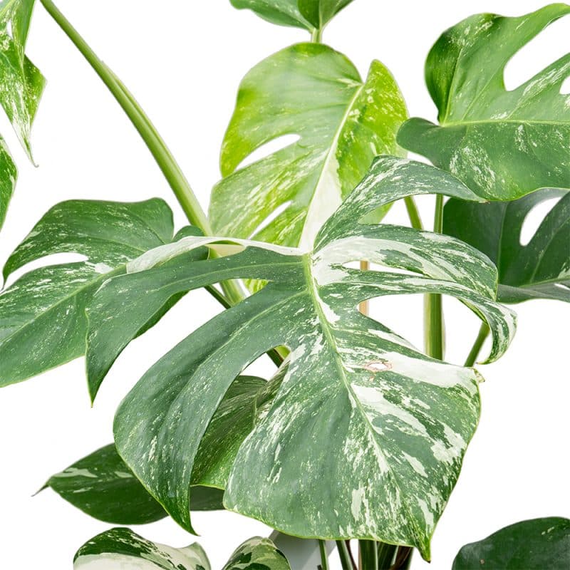 Variegated Monstera in a Pot