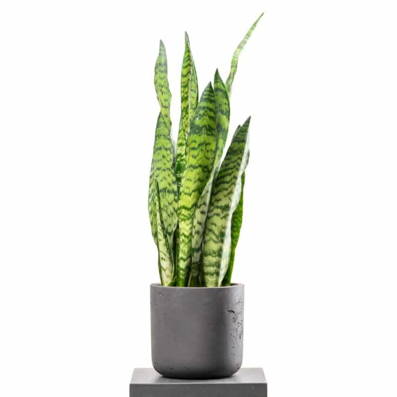 Sansevieria In a Pot - Height 90CM