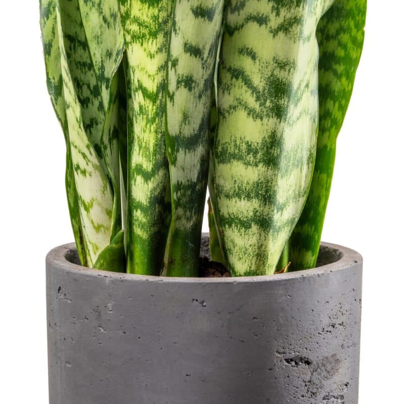 Sansevieria In a Pot - Height 90CM