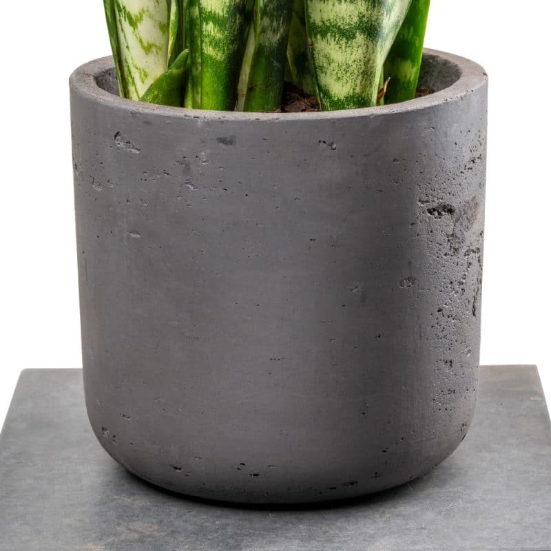 Sansevieria In a Pot - Height 90CM