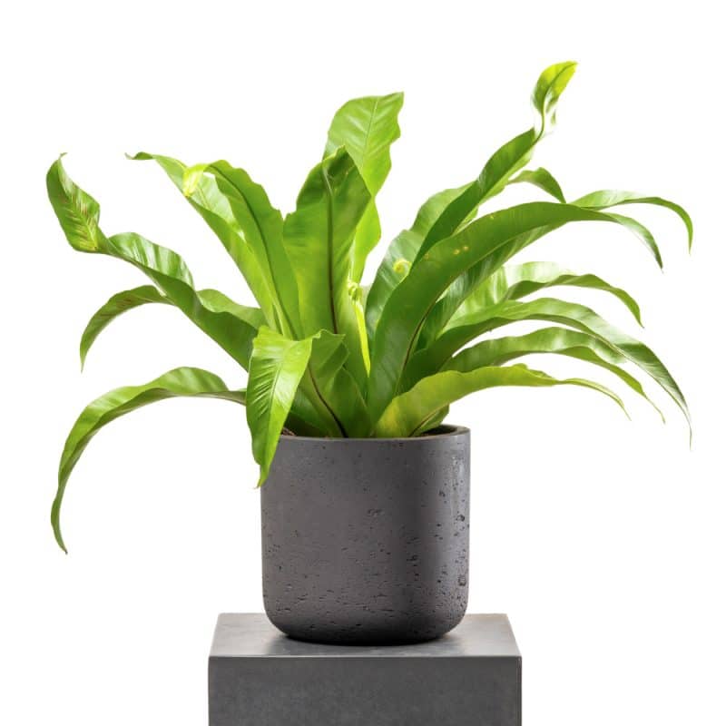 Asplenium With Pot