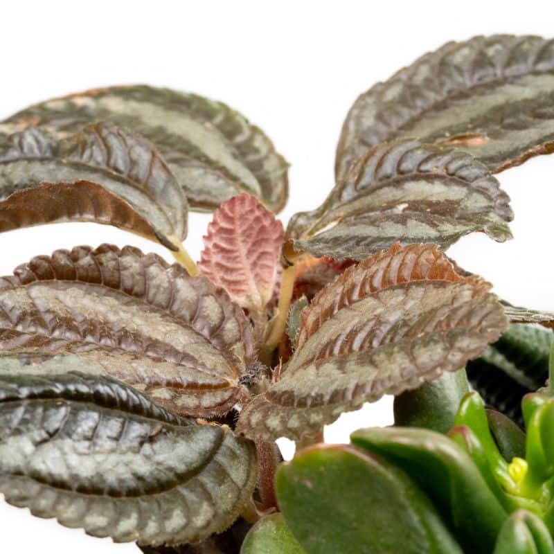 Ivy and Haworthia Harmony In a Pot