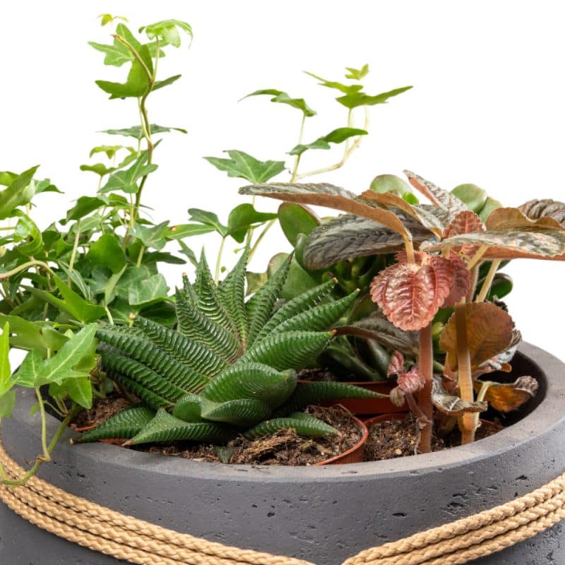 Ivy and Haworthia Harmony In a Pot