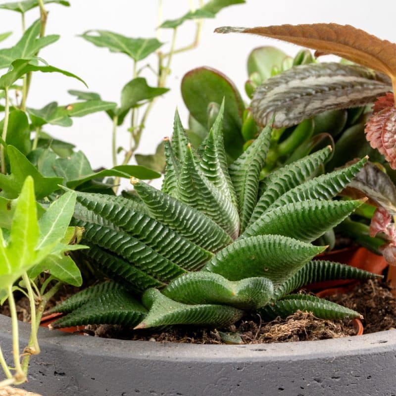 Ivy and Haworthia Harmony In a Pot