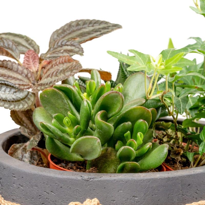 Ivy and Haworthia Harmony In a Pot