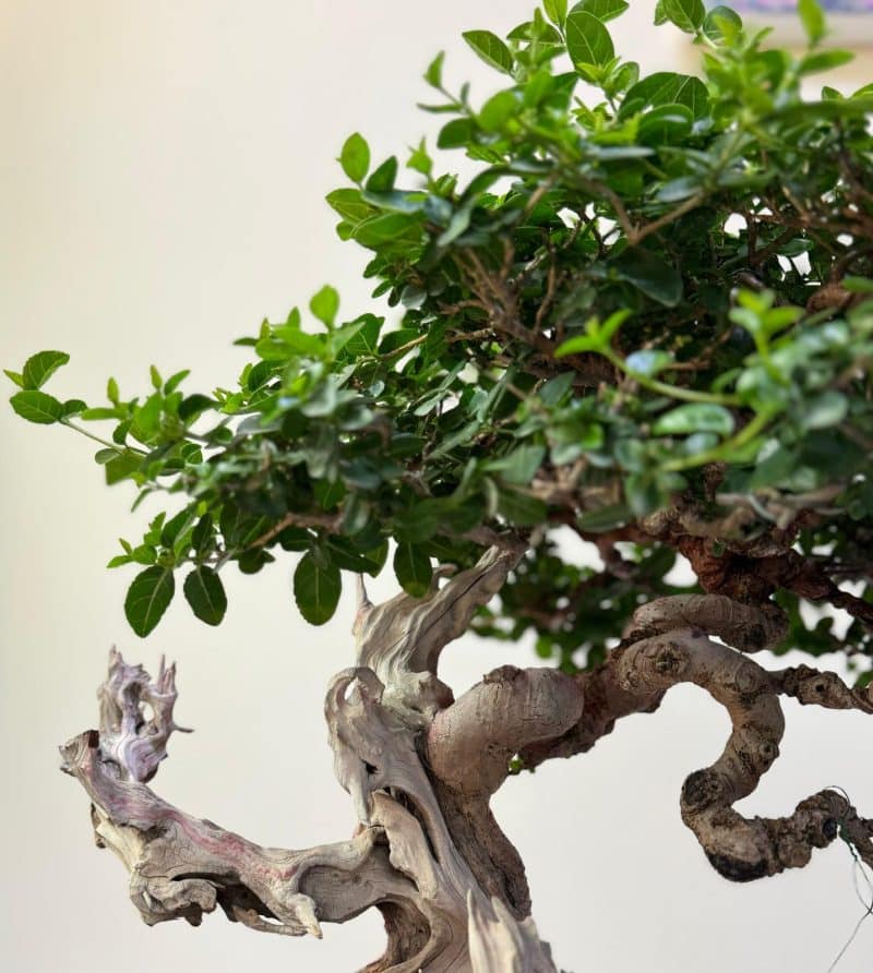 Ficus Bonsai