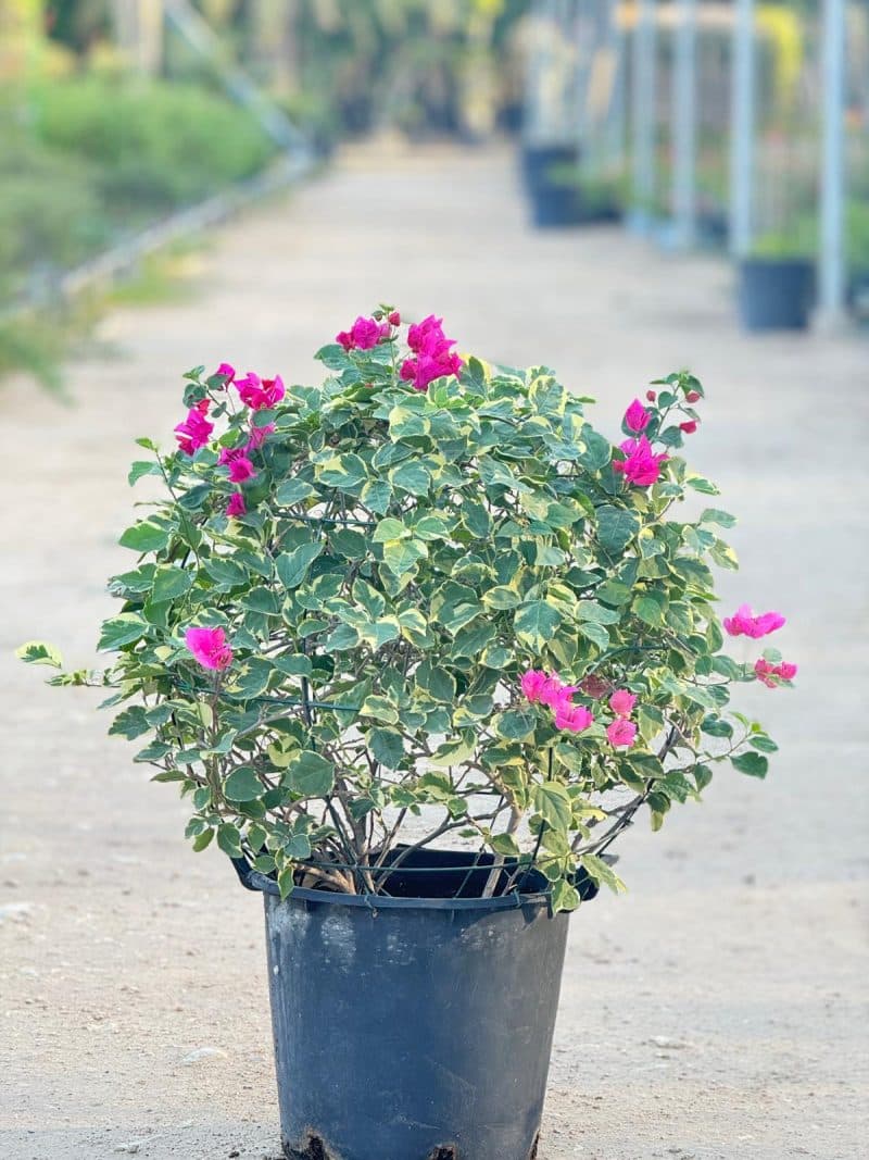 Bougainvillea Rainbow