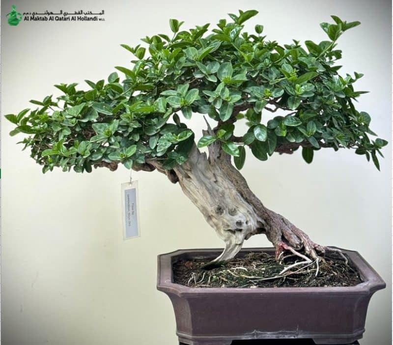 Ficus Bonsai