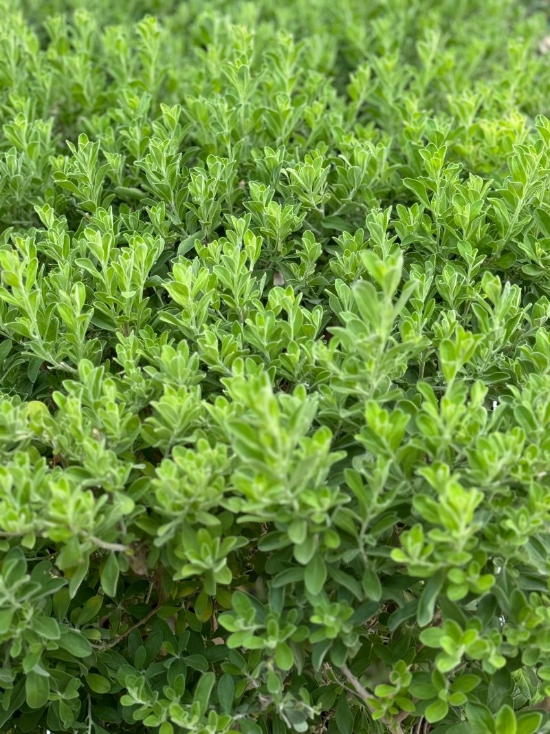 Leucophyllum Frutescens Fence Shape