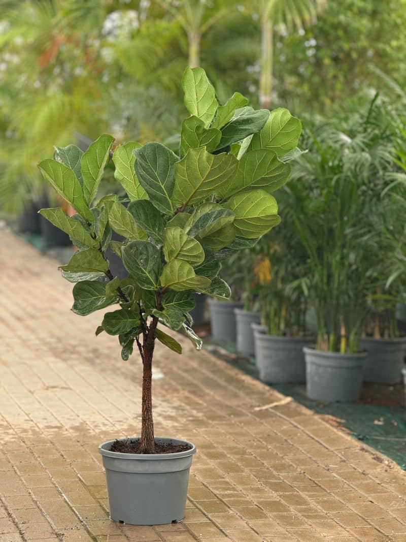 Ficus Lyrata