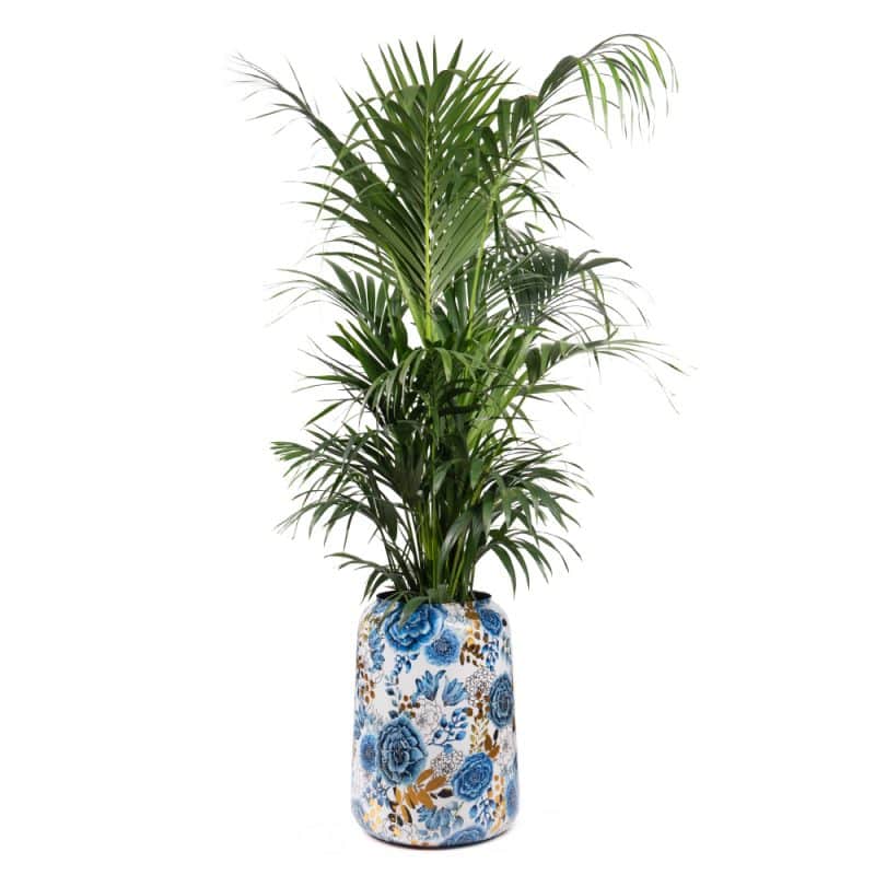 Vibrant Areca in Azure