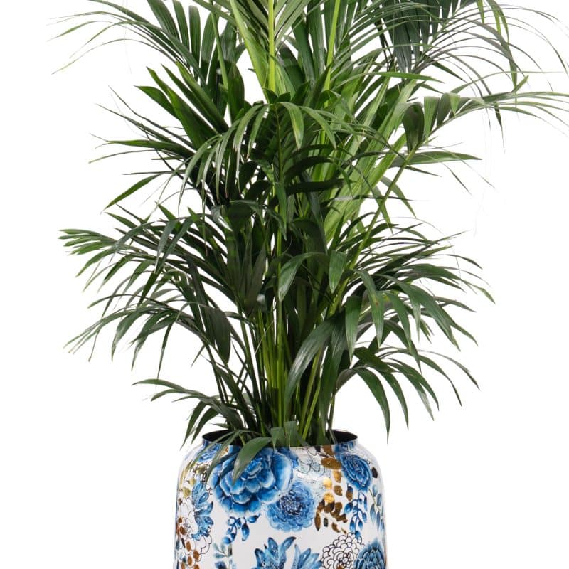 Vibrant Areca in Azure