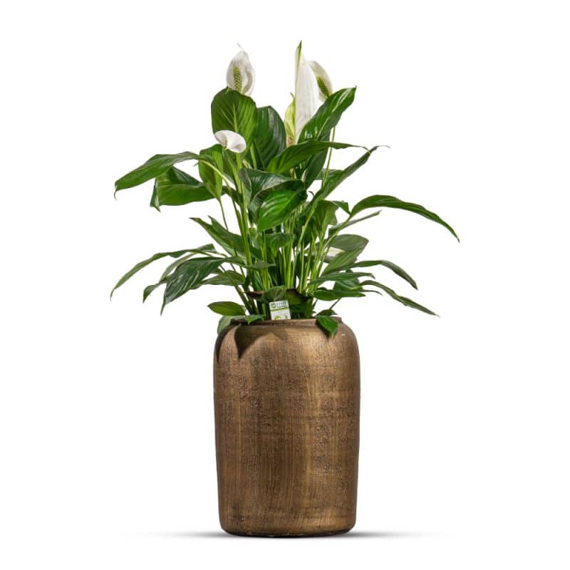 Tranquil Peace Lily in Pot