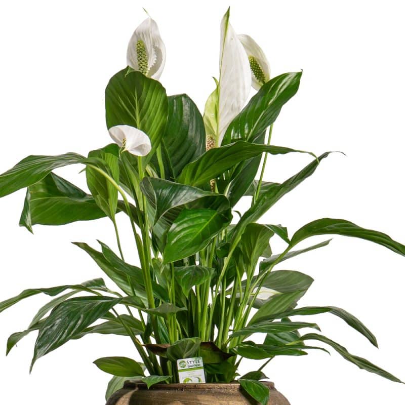 Tranquil Peace Lily in Pot