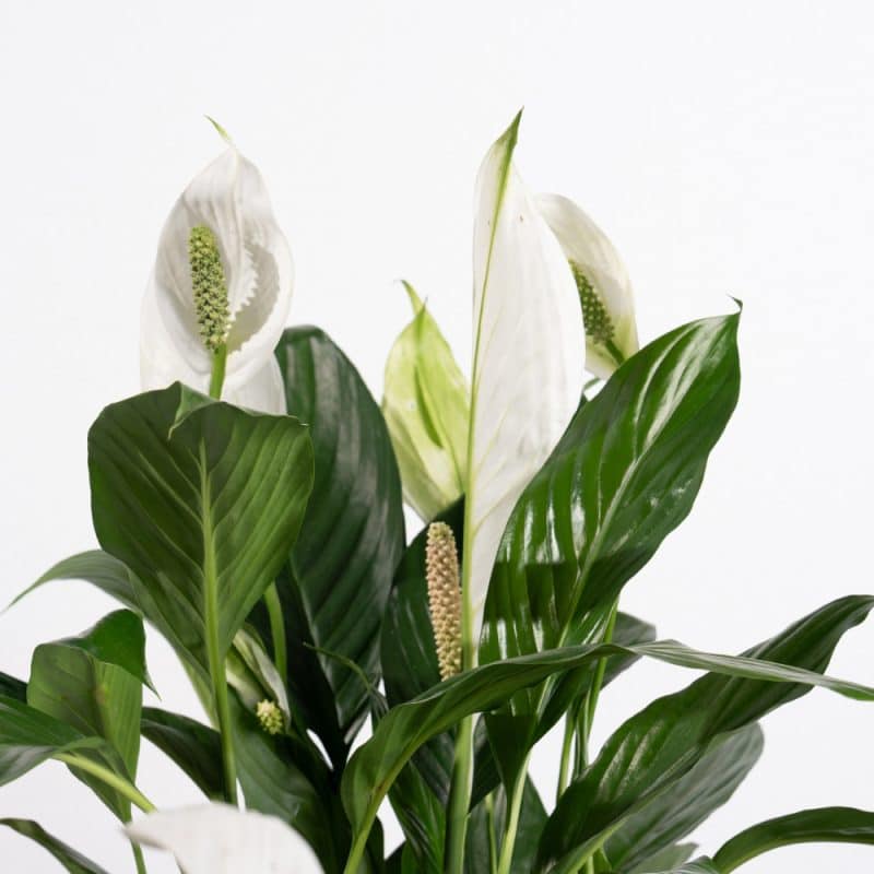 Tranquil Peace Lily in Pot