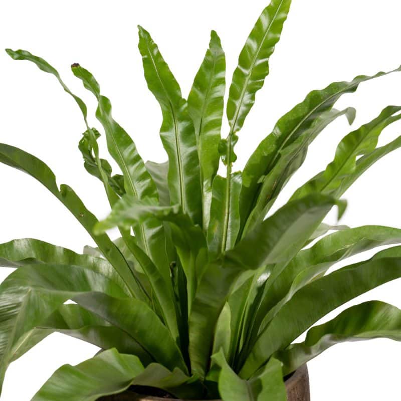 Lush Asplenium in Pot