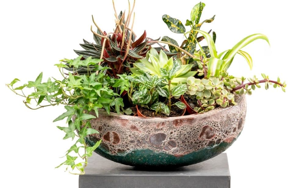 Caring for Indoor Plants to Keep Them Thriving