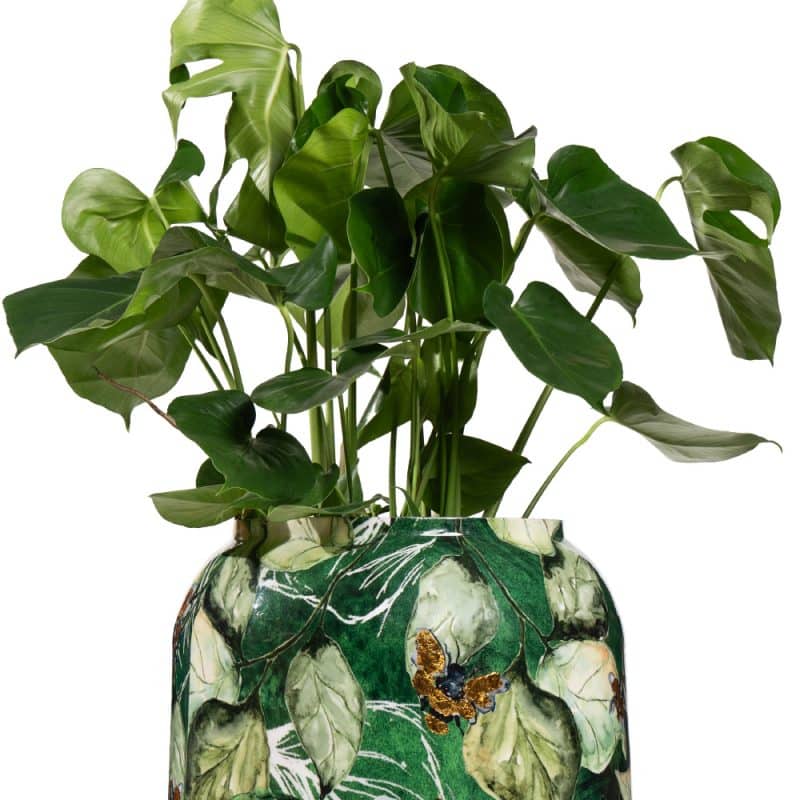 Monstera in Verdant Pot