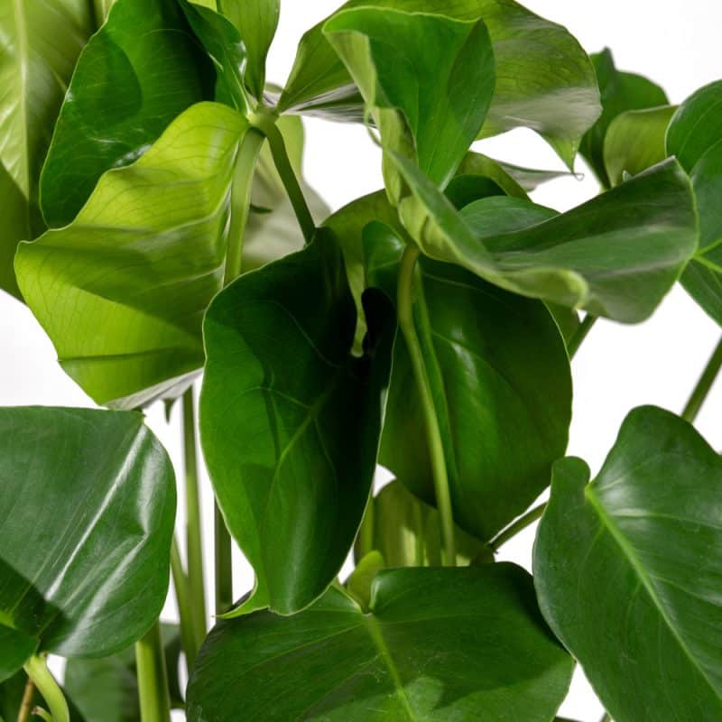 Monstera in Verdant Pot