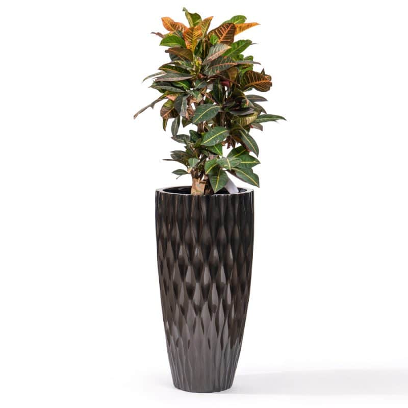 Croton in Artful Pot