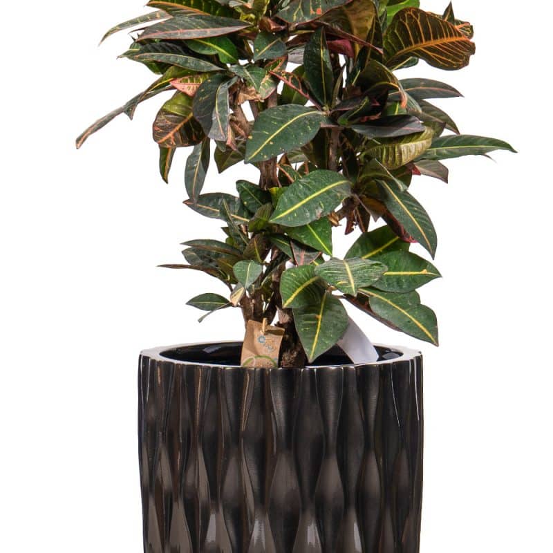 Croton in Artful Pot